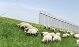 Freizeit im Hafen – Schafe auf dem Deich, Bild: Martin Kunze